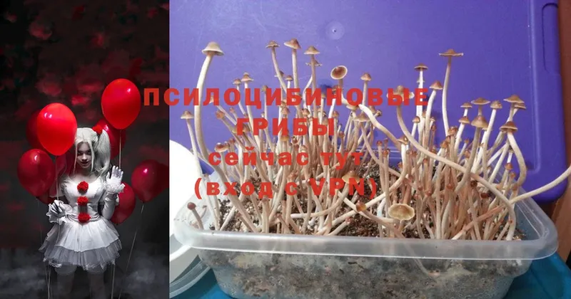 Псилоцибиновые грибы Psilocybe  Красный Сулин 